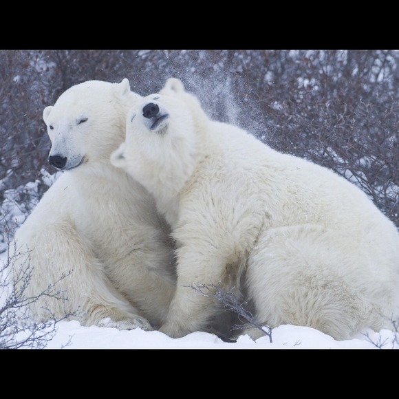 Profile Picture of Lisa Wallow (@dogluver11) on Poshmark