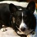 Profile Picture of Dixie Lumbard (@dixielbard) on Pinterest