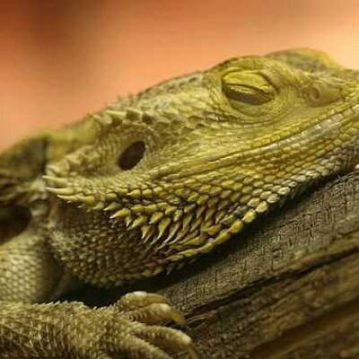 Profile Picture of Bret  Glick (@@beardiediet) on Twitter