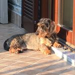 Lisa Di Bello - Instagram Profile Picture of Lisa Di Bello (@di_bello_lisa) on Instagram