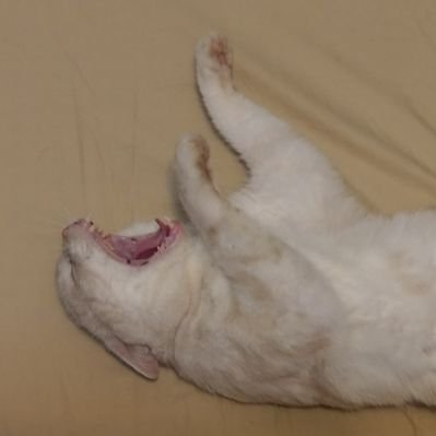 Profile Picture of Ernest Yu (@ernestyu81y800) on Twitter