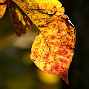 Profile Picture of Trina Sigstad (@trinasigstad8691) on Youtube