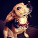 Profile Picture of Dina Walters (@dinaconnolly) on Pinterest