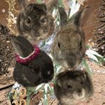 Milo With Her Cute Friends - Instagram Profile Picture of Milo With Her Cute Friends (@milo_with_her_hammy_friends) on Instagram