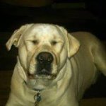 Profile Picture of Michael Dannecker (@corby1012) on Instagram