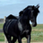 Profile Picture of Laurence Perceval (@laurence of arabians) on Flickr