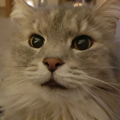 Profile Picture of Carol Holt (@CarolHolt) on Twitter