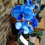 Profile Picture of Cora Clements (@itegreeworld) on Instagram