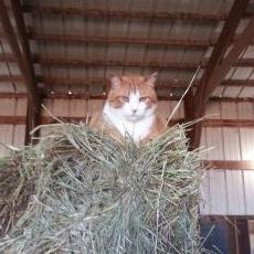 Profile Picture of Chad Wilkerson (@cawilky10) on Twitter