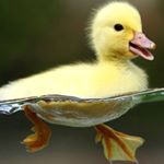 Susan.ducks - Instagram