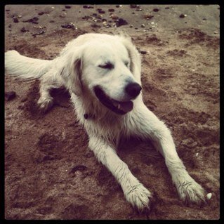 Profile Picture of James Tipple (@tipplelondon) on Twitter