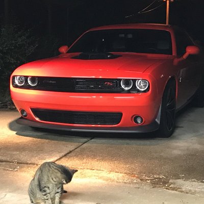 Profile Picture of Greg Craven (@bullgator54) on Twitter