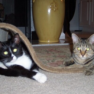 Profile Picture of Rosie And Blossom (@piddleandpurr) on Twitter