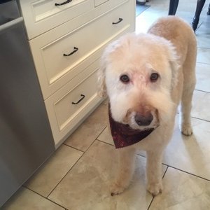 Profile Picture of Dave Jakeman (@dave_jakeman) on Twitter