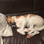 Profile Picture of Nancy Sackson (@dogweirdo) on Instagram