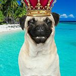 Profile Picture of james ramey (@jimbofox06) on Instagram