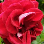 Profile Picture of Michael Heyes (@michael.heyes.754) on Instagram