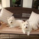 Profile Picture of Leasa Garrett (@westiemom4) on Pinterest