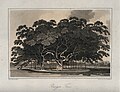 Profile Picture of James Cordineron Wikipedia