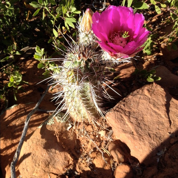 Profile Picture of Jodi Rathbun (@goatgirl71) on Poshmark