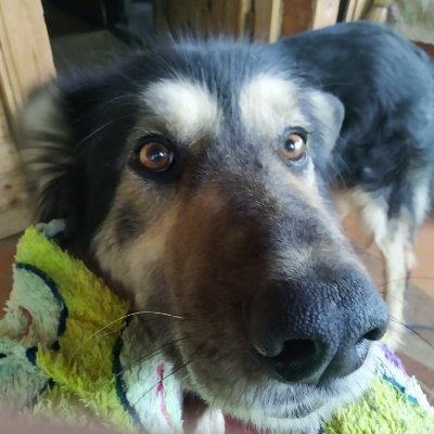 Profile Picture of Sergei Gusev (@SergeiGusev6) on Twitter