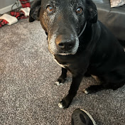 Profile Picture of Daniel Adolfson (@nyanks15) on Youtube