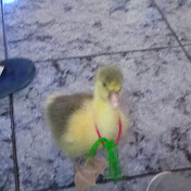 Profile Picture of Juanito Castillo Y Sus Murgas (@juanitocastilloysusmurgas7107) on Youtube