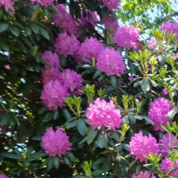 Profile Picture of Stacy Reddy (@stacyreddy92) on Poshmark