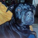 Giuseppe Luciani - Instagram Profile Picture of Giuseppe Luciani (@giuseppe.luciani.735) on Instagram