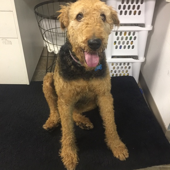 Profile Picture of Cailey Rowlins (@cbr2015) on Poshmark