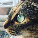 Deb Hughes - Instagram Profile Picture of Deb Hughes (@absolutelydeb) on Instagram