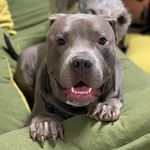 Profile Picture of 🦛💙Hercules The Hippo Waddy 💙🦛 (@theadventuresofherculespitbull) on Instagram