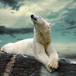 Marcus McCleary - Instagram Profile Picture of Marcus McCleary (@officialbearbear) on Instagram