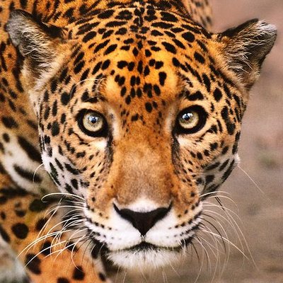 Profile Picture of Julia Kovacs (@JuliaKovacs5) on Twitter