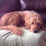 Profile Picture of Andy Boucher (@boucher_0001) on Instagram