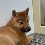 Profile Picture of Benjamin Schultz (@benjaminschultzzzzz) on Instagram