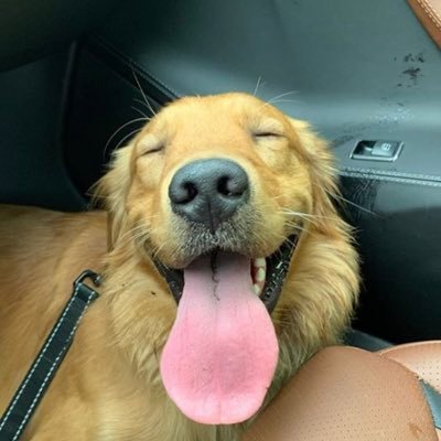 Profile Picture of Jim Dun  🐾 (@joshsdogjim) on Twitter