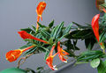 Profile Picture of Columnea - Wikipedia, the free encyclopediaon Wikipedia