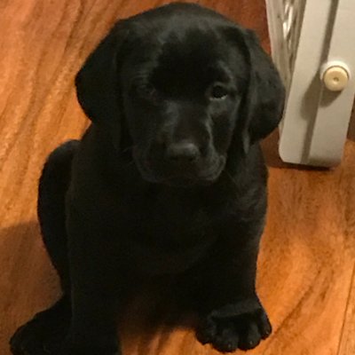 Profile Picture of (Joan) Jett & The Black Labs (@JoanLukate) on Twitter