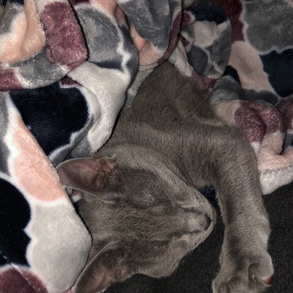 Profile Picture of Lauren Vanier (@lvanier6) on Poshmark