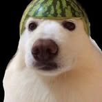 Profile Picture of Jonathan Groskopf (@jonathan.groskopf) on Facebook