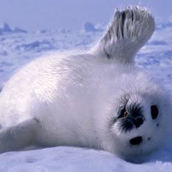 Profile Picture of Steve Seal (@steve.seal.581) on Facebook