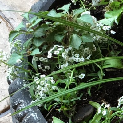 Profile Picture of Debra Weaver (@dkw4591) on Twitter