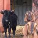 Profile Picture of Carlton Windacres Ranch (@DeannaCWR) on Pinterest