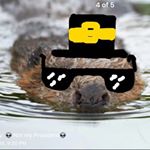 Profile Picture of Timothy The Beaver (@timothy_the_beaver) on Instagram