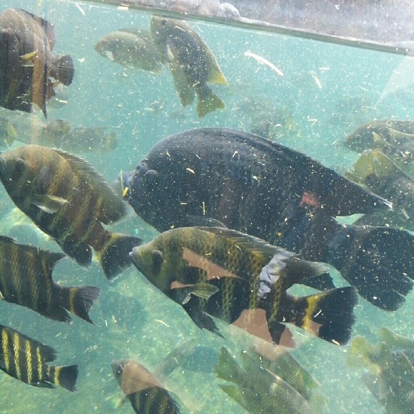 Profile Picture of Angela Niekamp (@amr1356) on Poshmark