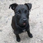 Profile Picture of Sir Rupert Bailey (@rupert_patterdale) on Instagram