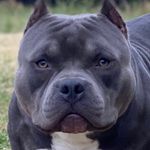 Profile Picture of John Scoggins (@mendobullies707) on Instagram