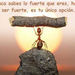 Profile Picture of Eugenio Jaramillo (@eugeniosemillas) on Instagram