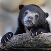 Profile Picture of Bearly Confessions (@cavalieri.james) on Flickr